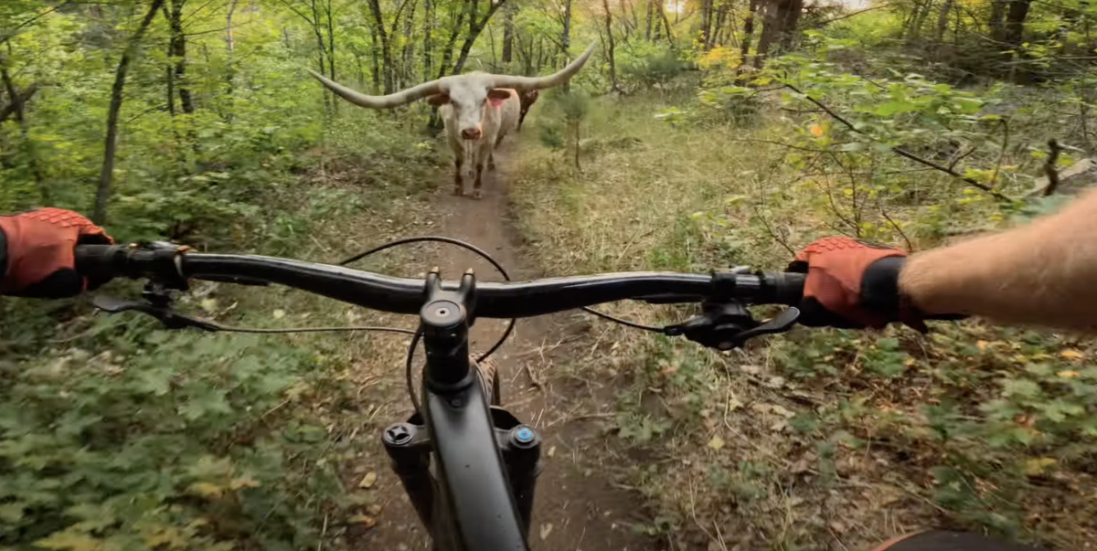 Mountain Biker Runs Into Massive Longhorn in Viral Clip