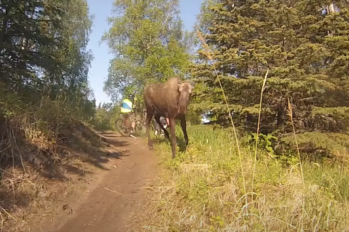 moose mtb